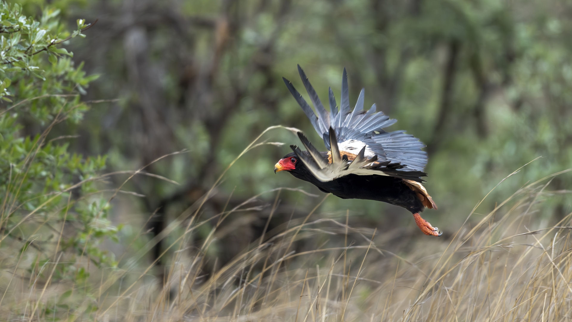 Kruger25 2025 10 30 11 17 39 ILCE 1M2 606